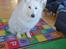 Dansk Spids Snoopy