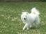 Dansk Spids Snoopy