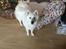 Dansk Spids Snoopy