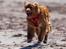 Nova scotia duck tolling retriever Diva