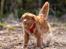Nova scotia duck tolling retriever Diva