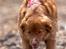 Nova scotia duck tolling retriever Diva