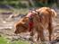 Nova scotia duck tolling retriever Diva