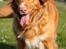 Nova scotia duck tolling retriever Diva