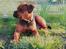 Blanding af racer Gizmo