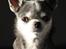 Chihuahua Chihuanas Blueberry Yum Yum - Evee - Evee 04.05.2020