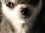 Chihuahua Chihuanas Blueberry Yum Yum - Evee - Evee 04.05.2020
