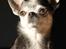 Chihuahua Chihuanas Blueberry Yum Yum - Evee - Evee 04.05.2020
