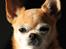 Chihuahua Chihuanas Flush of Hearts - Momo - Momo 04.05.2020
