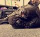 Fransk bulldog Cody