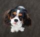 Cavalier king charles spaniel Malekits Turbo