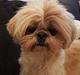 Shih tzu Fonvig's Phoebe