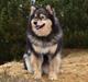 Finsk lapphund Silke 