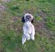Lhasa apso Tulle *mors* 