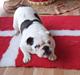 Engelsk bulldog Freya