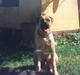 Bullmastiff Bastian “himmelhund”