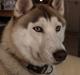 Siberian husky Sunshine Lady