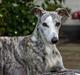 Whippet Bianchi