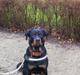 Rottweiler Simi