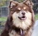 Finsk lapphund Lapinkaunis Shelby Maverick