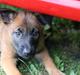Malinois Working Malinois Deja Vu (Tavi)