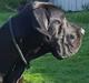 Grand danois Maximus