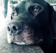 Labrador retriever Joey