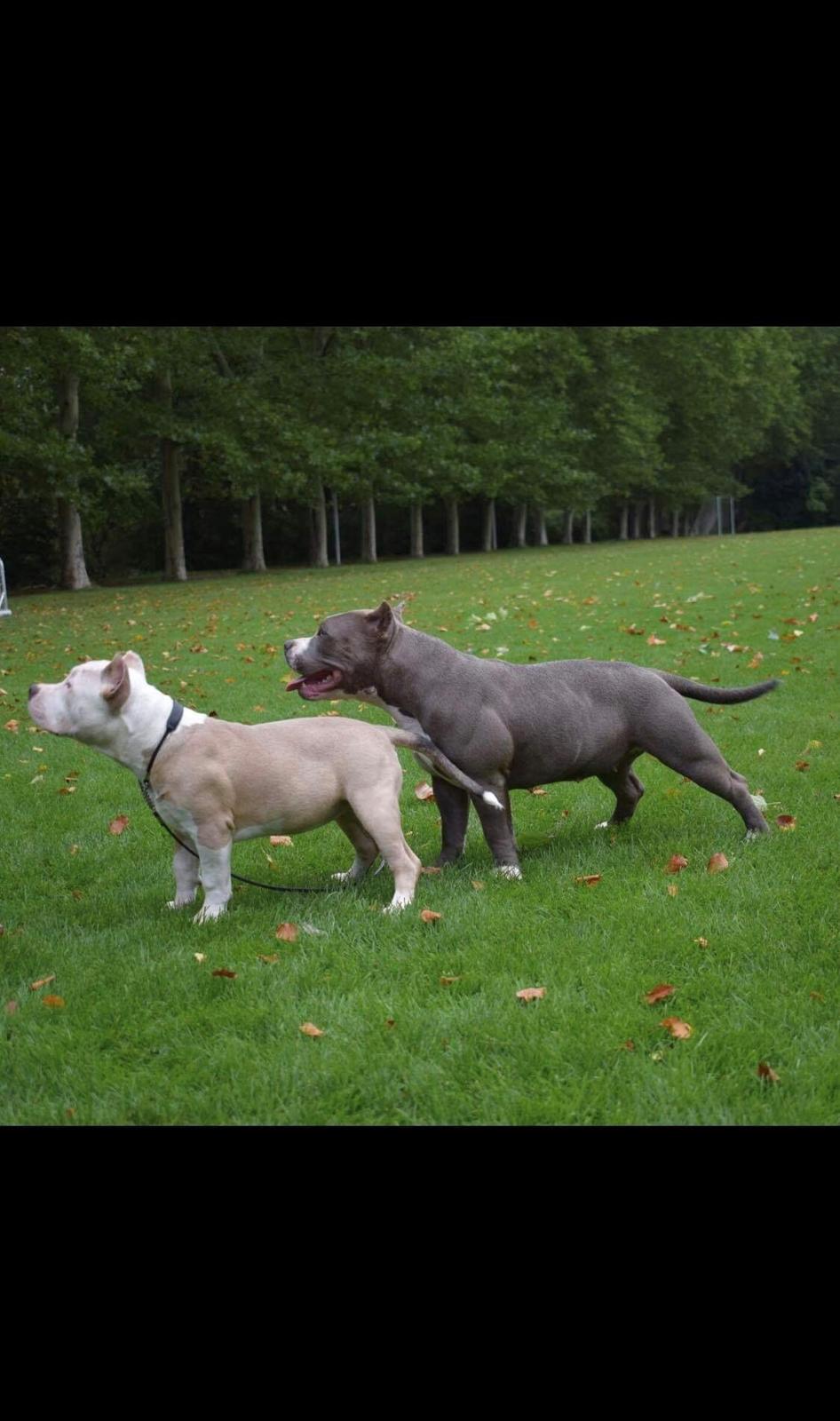 American Bully Queen (hardfort bullies Queen)  billede 1