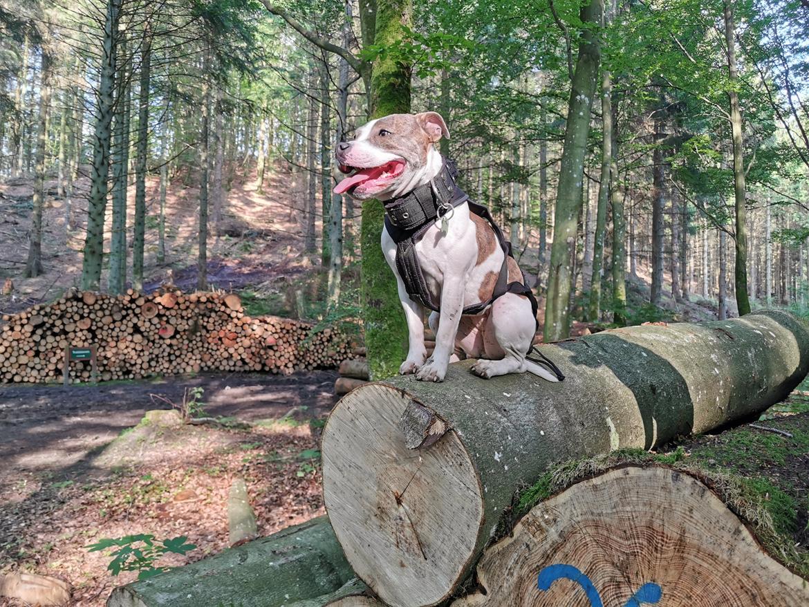 Staffordshire bull terrier Abbie billede 1