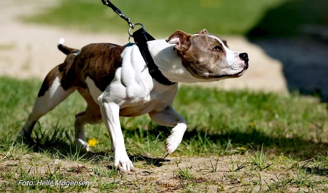 Staffordshire bull terrier Abbie billede 8