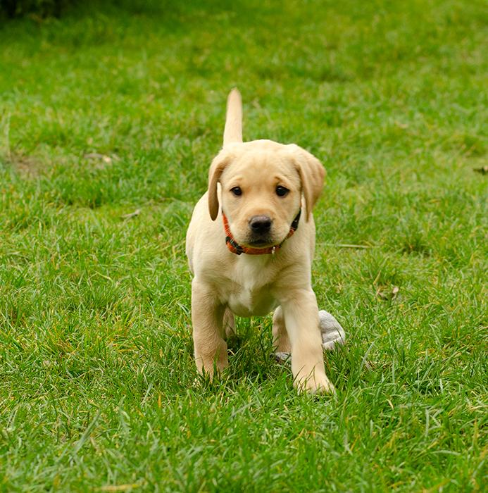 Labrador retriever Tonic billede 8