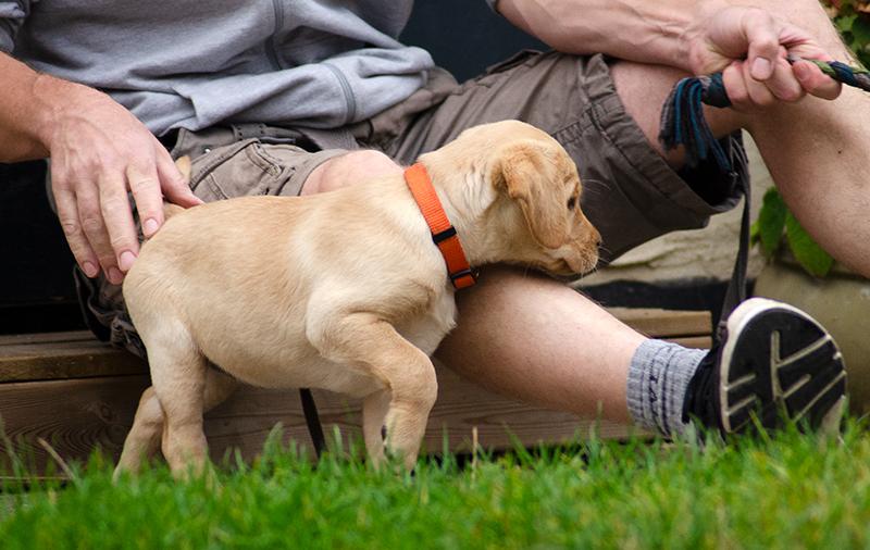 Labrador retriever Tonic billede 10