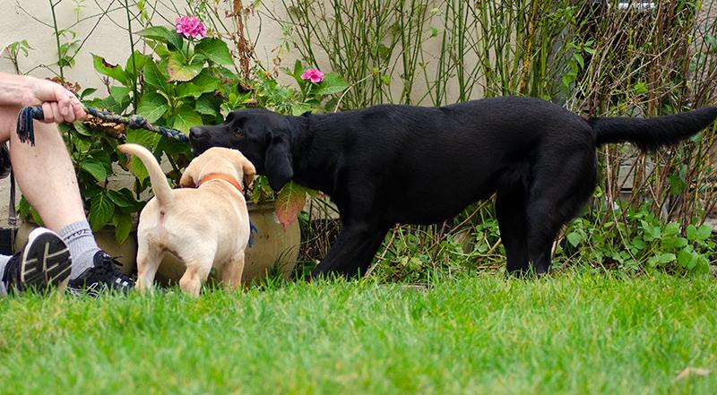 Labrador retriever Tonic billede 11