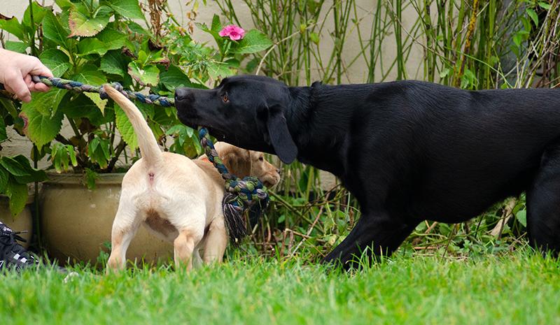 Labrador retriever Tonic billede 12