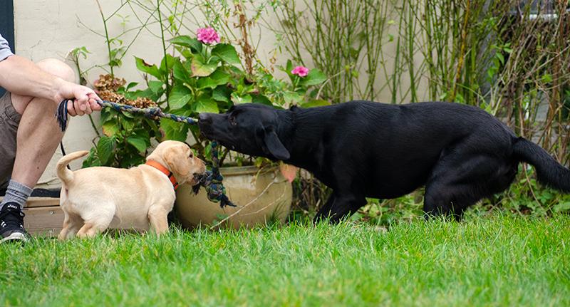 Labrador retriever Tonic billede 13