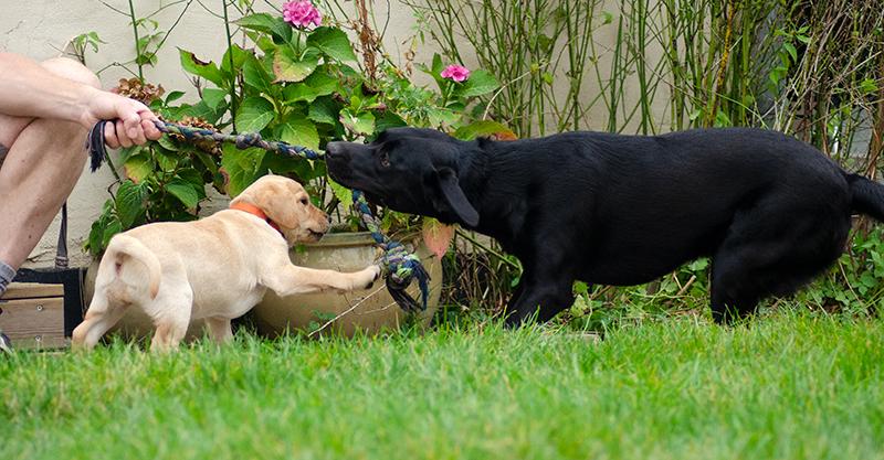 Labrador retriever Tonic billede 14