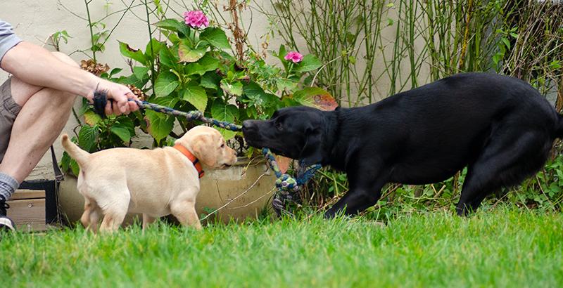 Labrador retriever Tonic billede 15