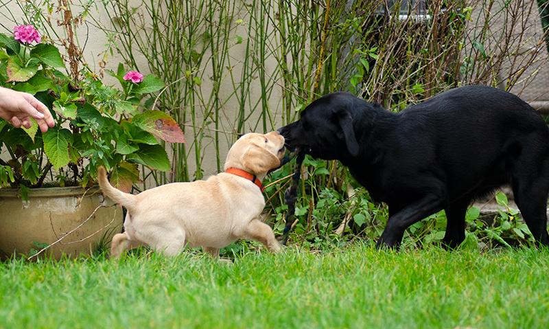 Labrador retriever Tonic billede 16