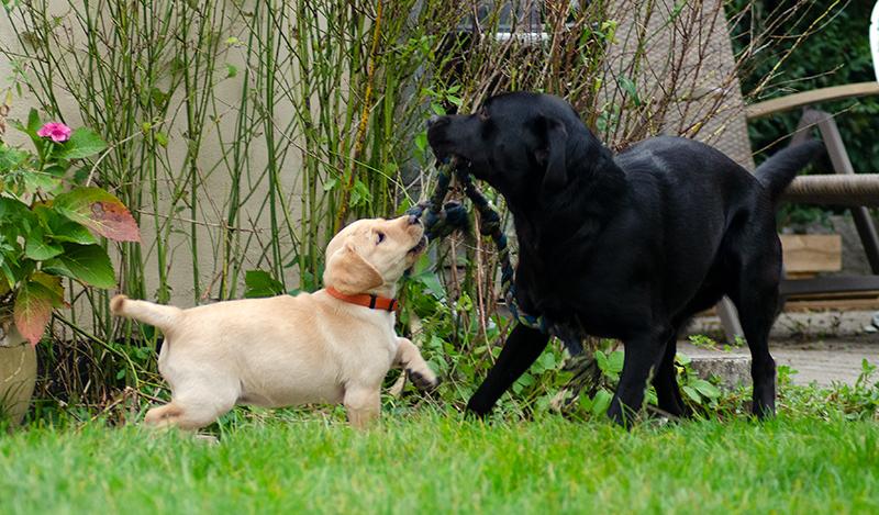 Labrador retriever Tonic billede 17