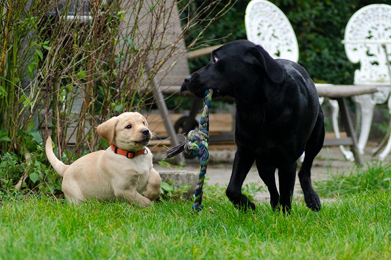 Labrador retriever Tonic billede 18