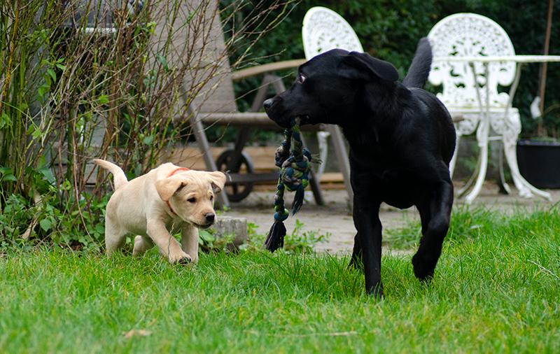 Labrador retriever Tonic billede 19