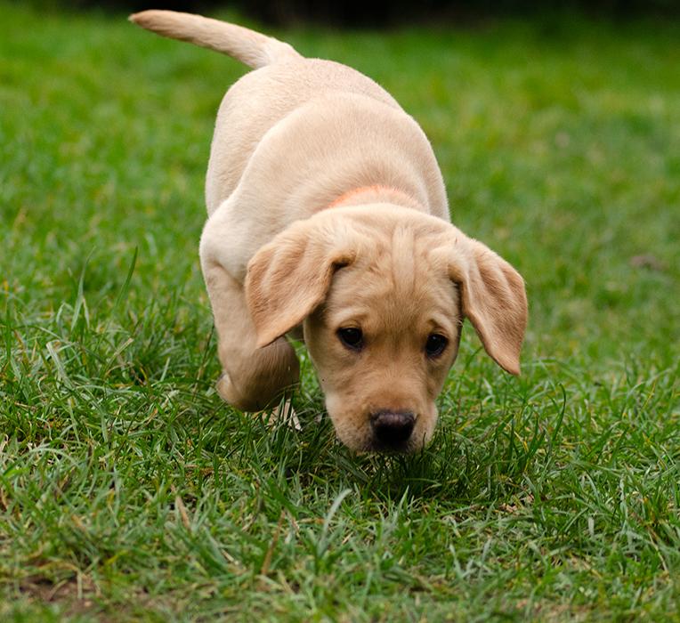 Labrador retriever Tonic billede 9