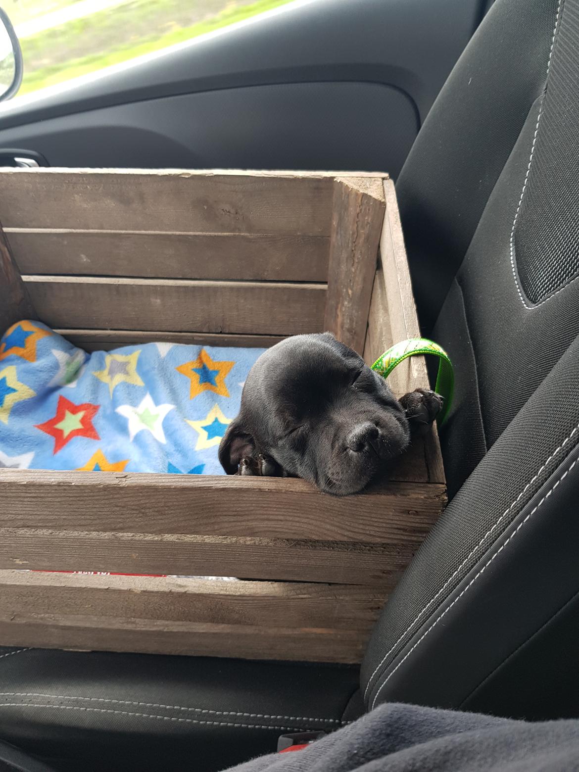 Staffordshire bull terrier Ludvig billede 9