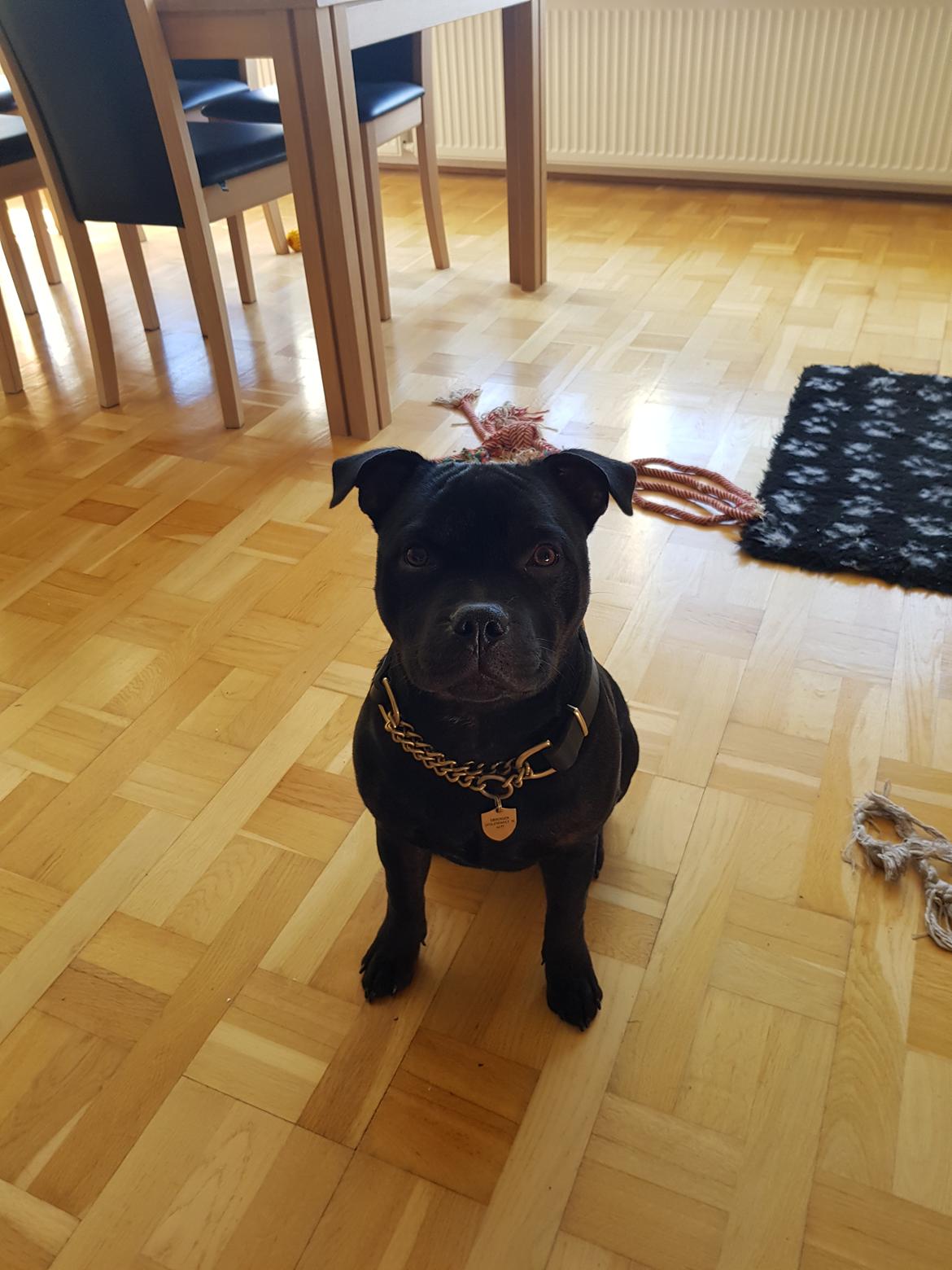 Staffordshire bull terrier Ludvig billede 5