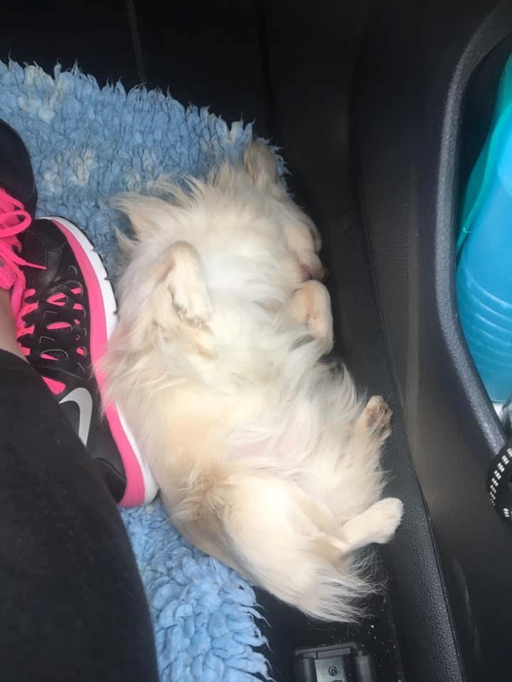 Chihuahua Mighty Heart Justin Bieber billede 28