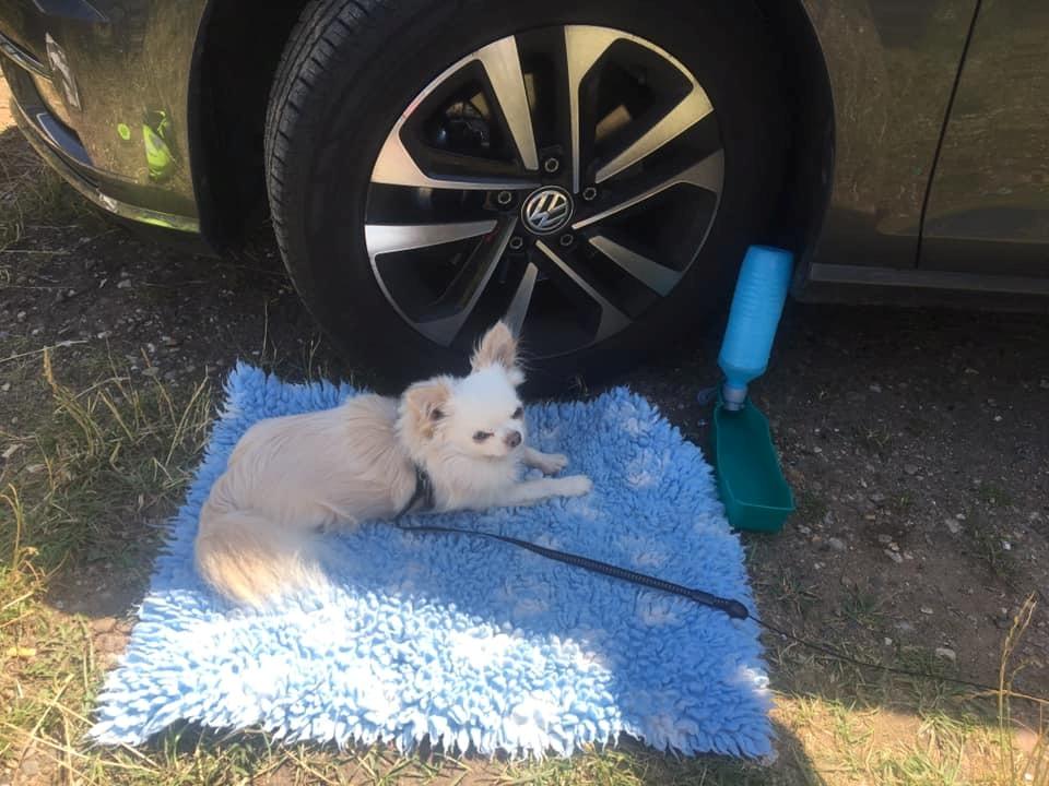 Chihuahua Mighty Heart Justin Bieber billede 29