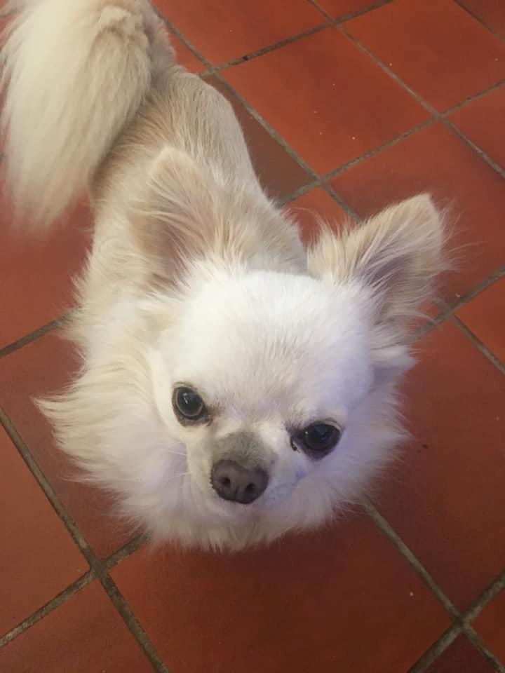 Chihuahua Mighty Heart Justin Bieber billede 30