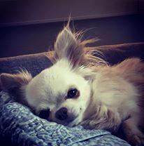 Chihuahua Mighty Heart Justin Bieber billede 31