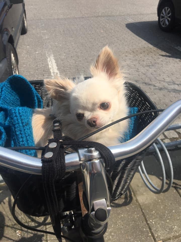 Chihuahua Mighty Heart Justin Bieber billede 27