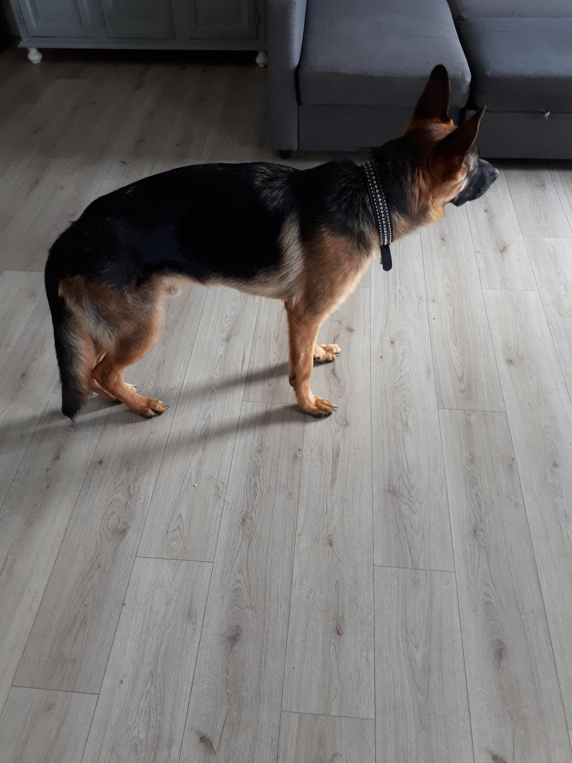 Schæferhund Santo jr. - 8 mdr billede 36